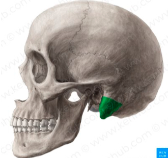 <p>Any projection/ bumb</p>