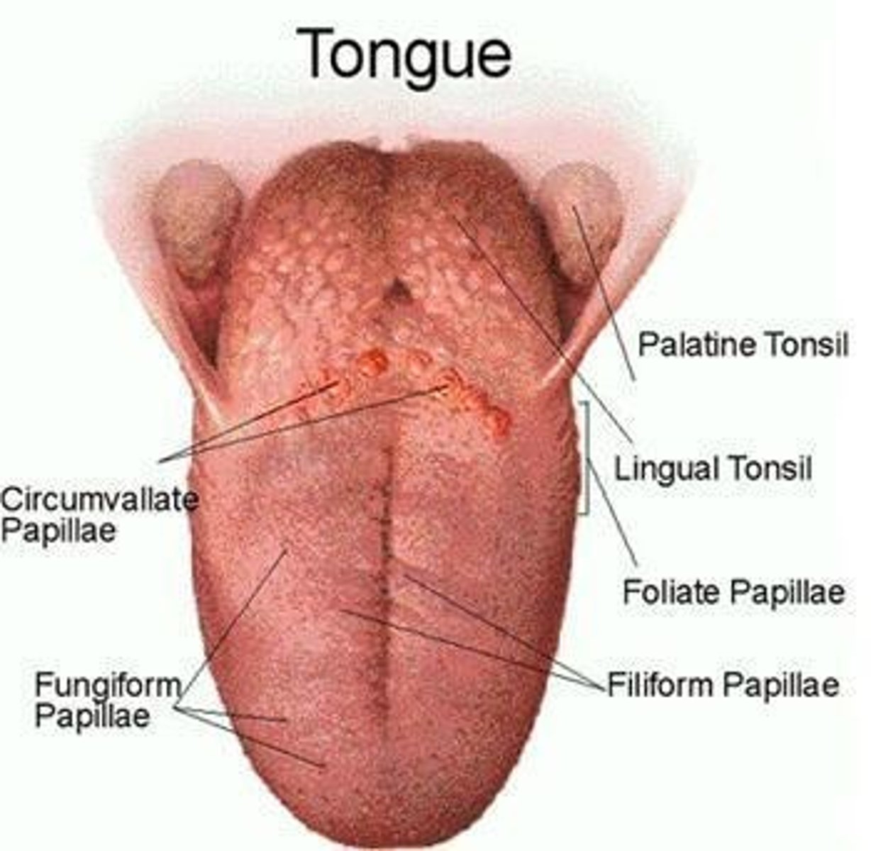 <p>- Sensory NOT taste</p>