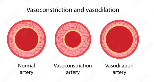 <ul><li><p>Pressure differences drive blood flow: high to low (RA) </p></li><li><p>What generates driving pressure on arterial side of circulation?</p><ul><li><p>Pump - muscle becomes pump&nbsp;</p><ul><li><p>Veins can stretch and have valves&nbsp;</p></li></ul></li><li><p>Lowest circulatory pressure in body = right atrium (2-7 mmHg) - where blood comes back to heart</p></li><li><p>Pressure in veins lower than arteries&nbsp;</p></li></ul></li><li><p>Pressure = cardiac output (HR x SV) x resistance</p><ul><li><p>SV = amount of blood ejected during contraction</p></li><li><p>Cardiac output in one minute</p></li><li><p>Resistance = opposition blood encounters in blood vessels</p></li></ul></li><li><p>Ohm’s law: flow (CO) = pressure/resistance</p><ul><li><p>Resistance increases, pressure constant = flow decreases</p></li><li><p>Pressure increases, resistance constant = flow increases</p></li></ul></li><li><p>Factors affecting resistance:</p><ul><li><p>Blood viscosity = overproduction of RBCs (thicker blood)</p></li><li><p>Vessel length = hypertension (more blood vessels heart needs to pump to, more pressure to pump against)</p></li><li><p>Vessel diameter = <strong>vasoconstriction</strong> and vasodilation</p></li></ul></li></ul><p></p>
