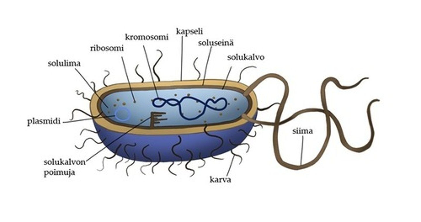 <p>Esitumaisia eliöitä, joilla ei ole tumaa. Mm. erilainen dna:n rakenne erottaa bakteerit toisesta esitumaisten ryhmästä, arkeista.</p>