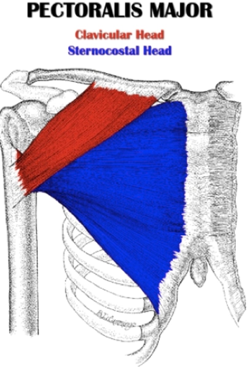 <p>medial clavicle</p>