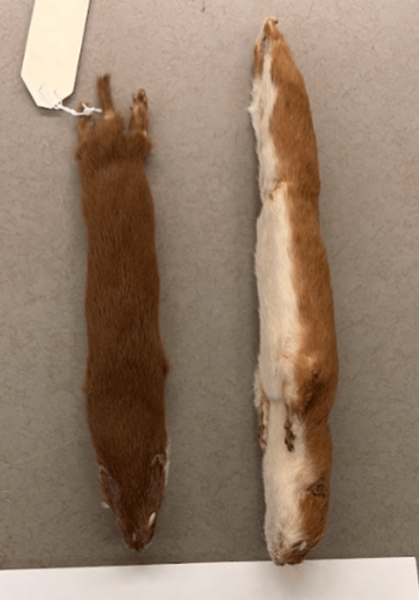 <p>What is this specimen?</p>