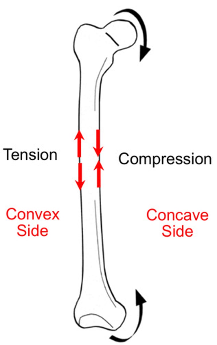 <p>asymmetric loading that produces tension on one side of a body's longitudinal axis and compression on the other</p>