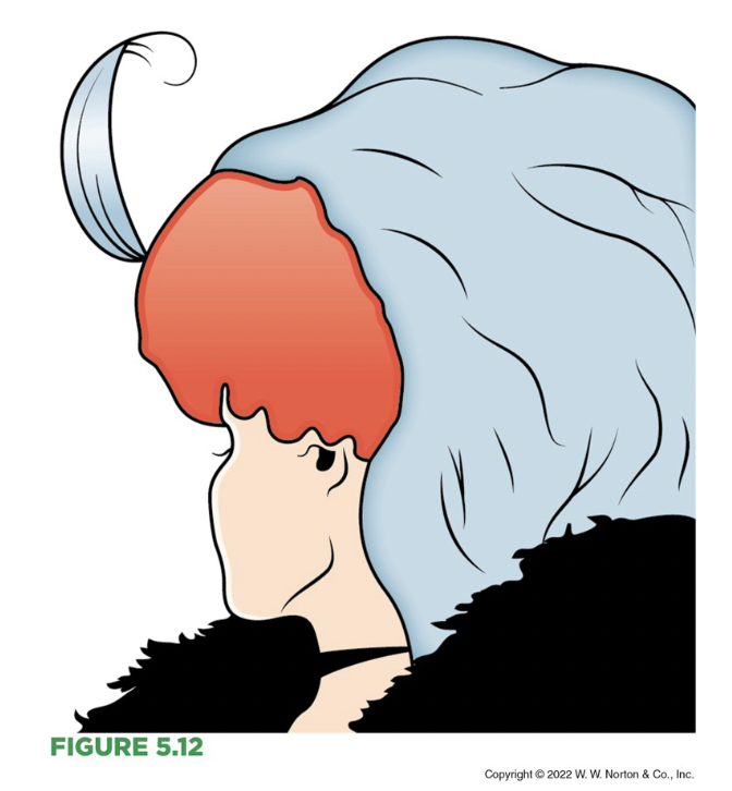 <p>The founders of BLANK psychology postulated a series of laws to explain how our brains group the perceived features of a visual scene into organized wholes.</p>