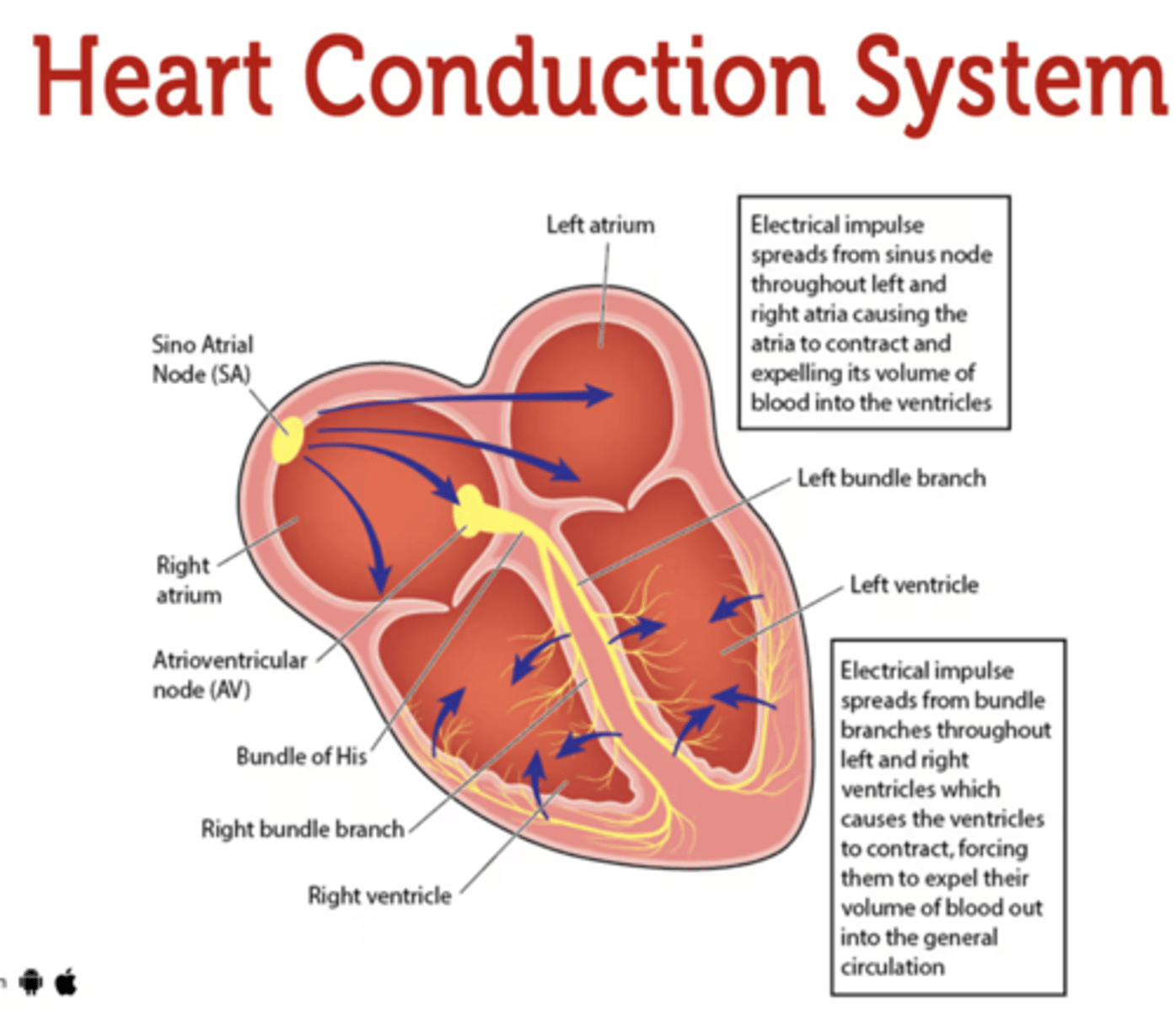 <p>. SA node (sinoatrial node)</p><p>. AV node (atrioventicular node)</p>