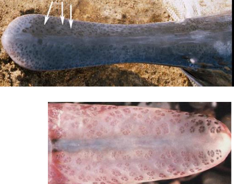 <p>Ampullae, especially on juveniles,<br>used to detect weak electrical<br>currents developed by individual<br>plankton like water fleas, Daphnia<br>spp.<br>• Also functions as a stabilizer</p>