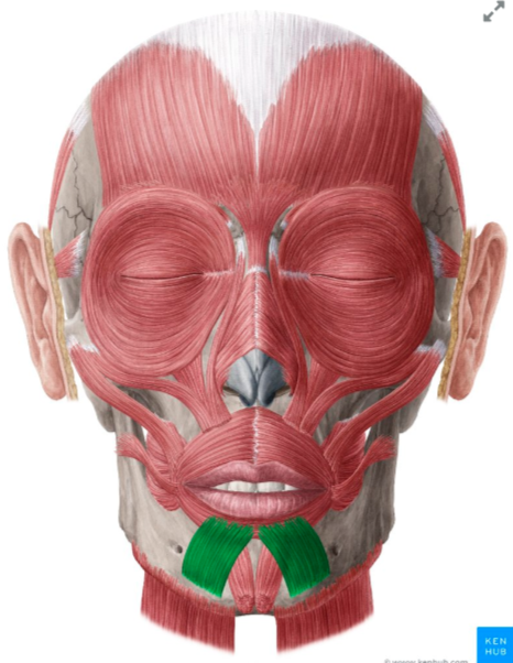 <p><span style="color: red"><strong>O: </strong></span>Mandible (between symphysis &amp; mental foramen)</p><p><span style="color: red"><strong>I: </strong></span>Skin &amp; fascia of lower lip</p><p><span style="color: red"><strong>N:</strong></span><strong> </strong>Facial nerve (CN VII)</p><p><span style="color: red"><strong>A: </strong></span>Draws lower lip downward &amp; laterally; everts lower lip</p>
