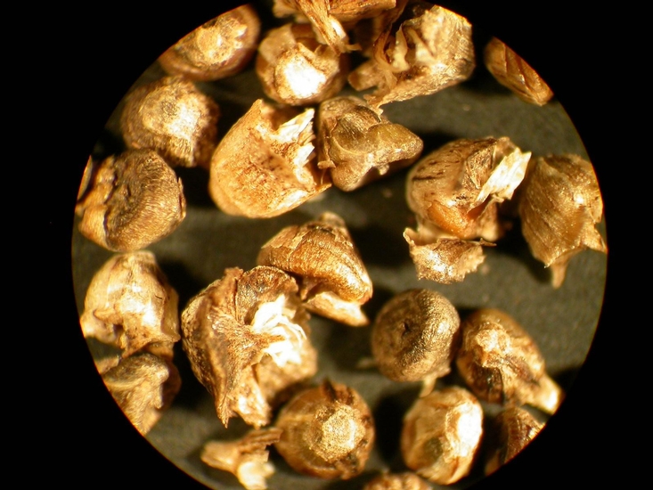Salsola tragus
