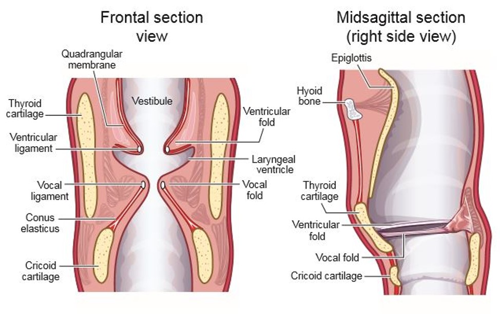<p>Laryngeal vestibule lower region</p>