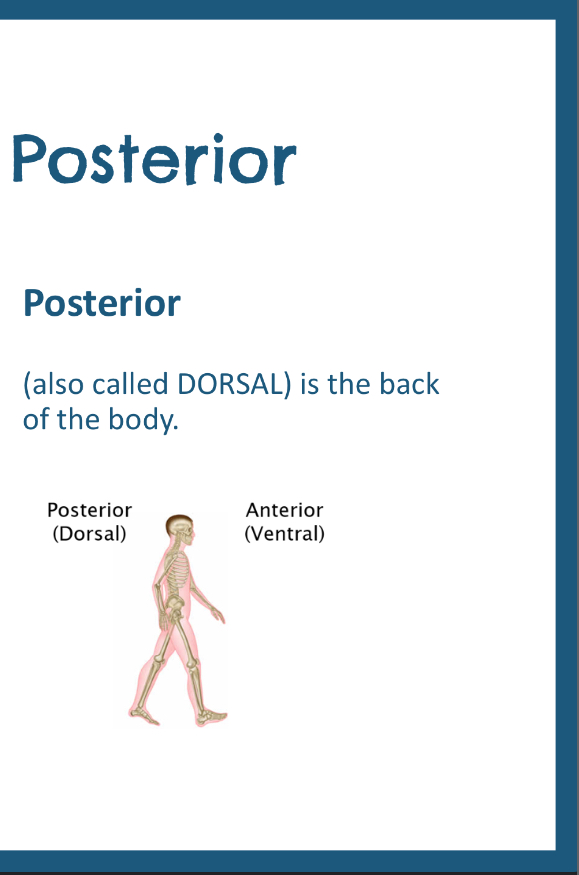 <p>Toward the back of the body</p>