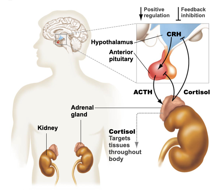 <ul><li><p>Hormones almost always function in negative feedback loops</p></li><li><p>Why?</p></li><li><p>Can you think of a time when a positive feedback loop would be needed?</p></li></ul>