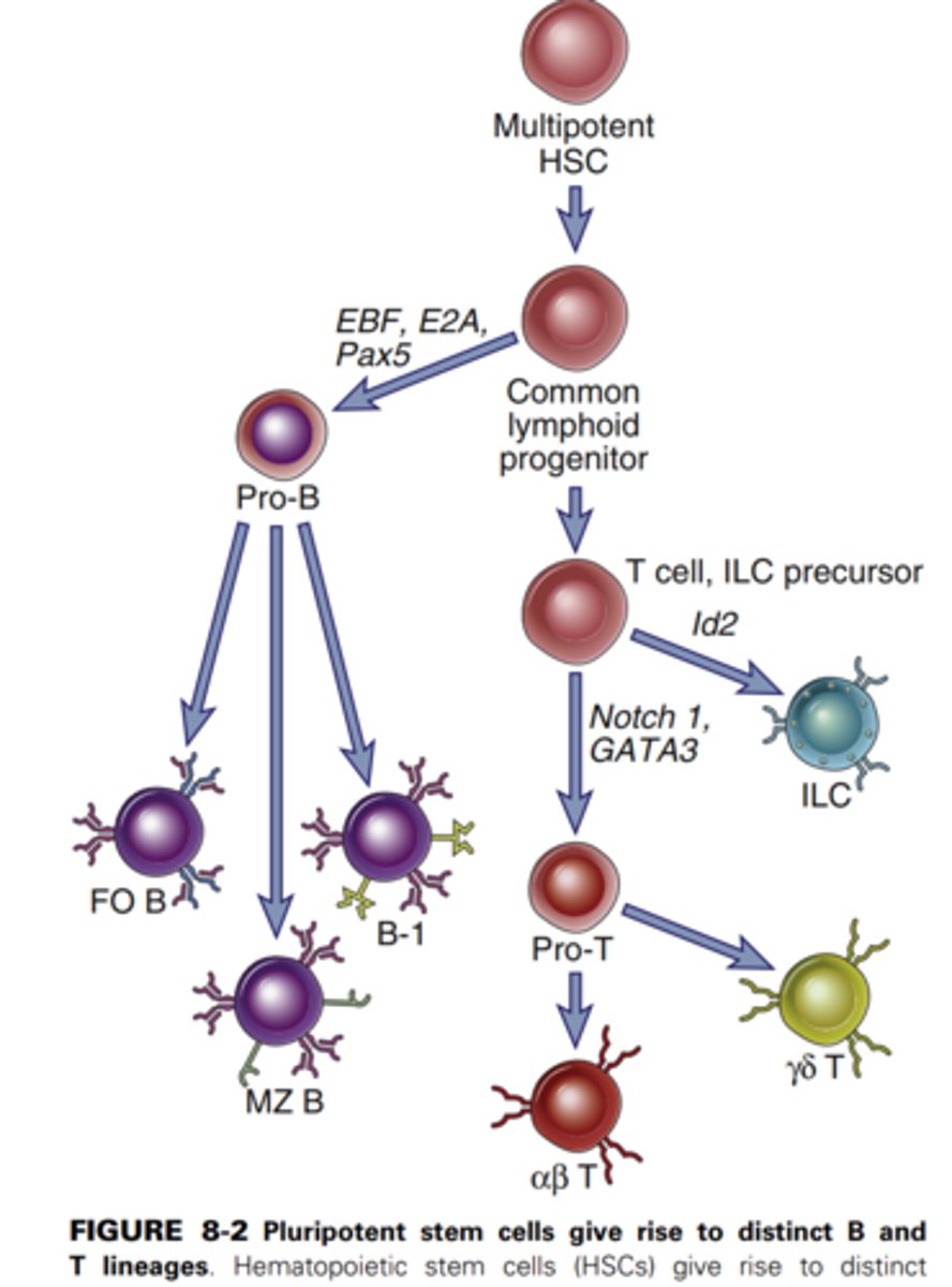 <p>lymphocytes</p>