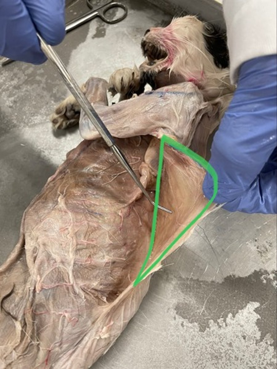 <p>O: thoracic & lumbar vertebrae</p><p>I: intertubercular groove of humerus</p><p>A: extends shoulder (primary mover)</p>