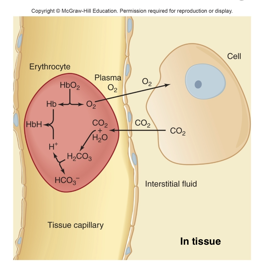 <p>in tissues: CO2 moves in converted to bicarbonate and H+, H+ binds to Hb</p><p>in lungs: O2 displaced H+ from Hb, H+ binds to bicarbonate —&gt; carbonic acid —&gt; CO2 and H2O, CO2 diffuses out</p>