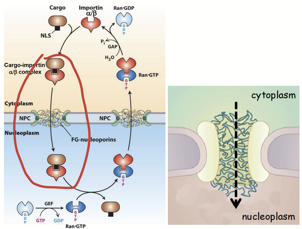 <ul><li><p><strong>“Cargo” protein-importin receptor complex</strong> is <u>translocated</u> through central channel of NPC.</p></li><li><p>Translocation process is not well understood.</p><ul><li><p><strong><u>Current model:</u></strong> cargo-receptor complex successively interacts with hydrophilic and FG domains of FG nucleoporins in central channel.</p></li><li><p>Interactions <u>“untangle”</u> the FG-domain network and allow for translocation through central channel.</p></li></ul></li></ul><p></p>