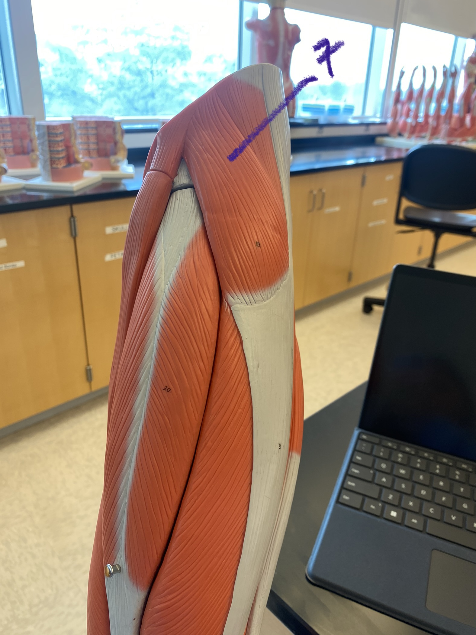 Muscle on thigh and leg: quadriceps #7
