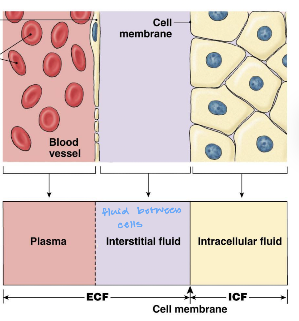 <ul><li><p>interstitial fluid</p></li><li><p>blood plasma</p></li><li><p>cerebral spinal fluid (CSF)</p></li><li><p>lymph fluid</p></li><li><p>divided into the plasma and interstitial fluid and materials moving between cells and ECF must cross the cell membrane</p></li></ul><p></p>