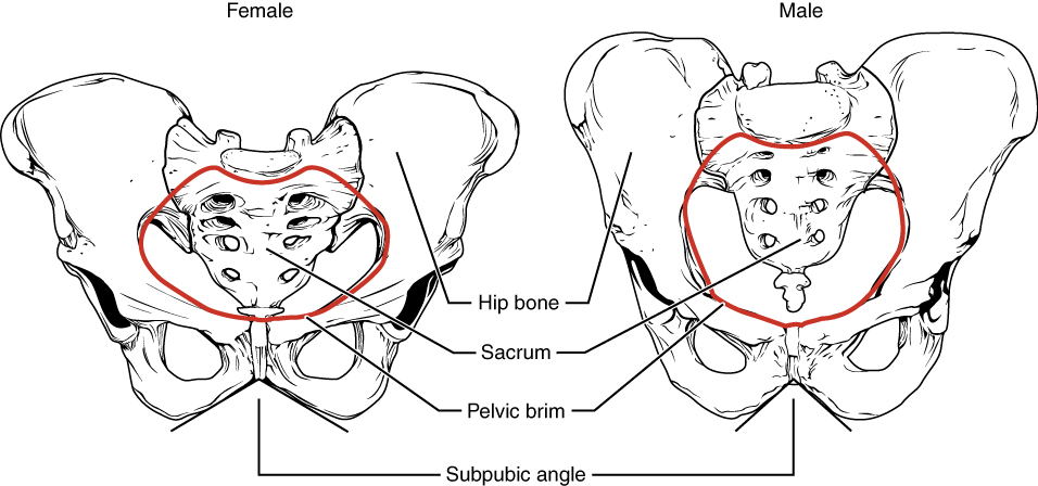 <ul><li><p>this is also known as the<strong> PELVIS </strong></p></li><li><p>made up with two <strong>hip bones</strong> and includes the <strong>sacrum</strong> located in the back </p></li></ul><p></p>