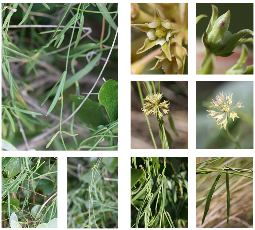 <p>Swallow-wort</p>