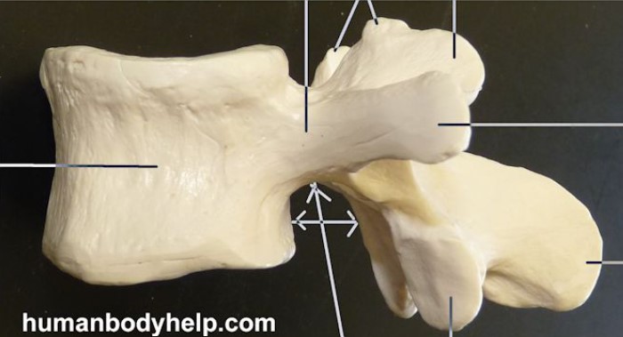 <p>Lumbar (Lateral view)</p>