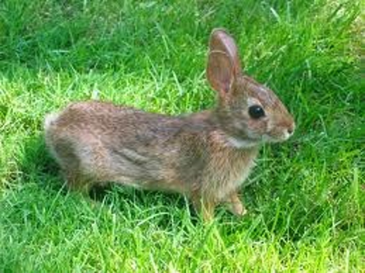 <p>Can significantly reduce biodiversity and impact food chains</p>