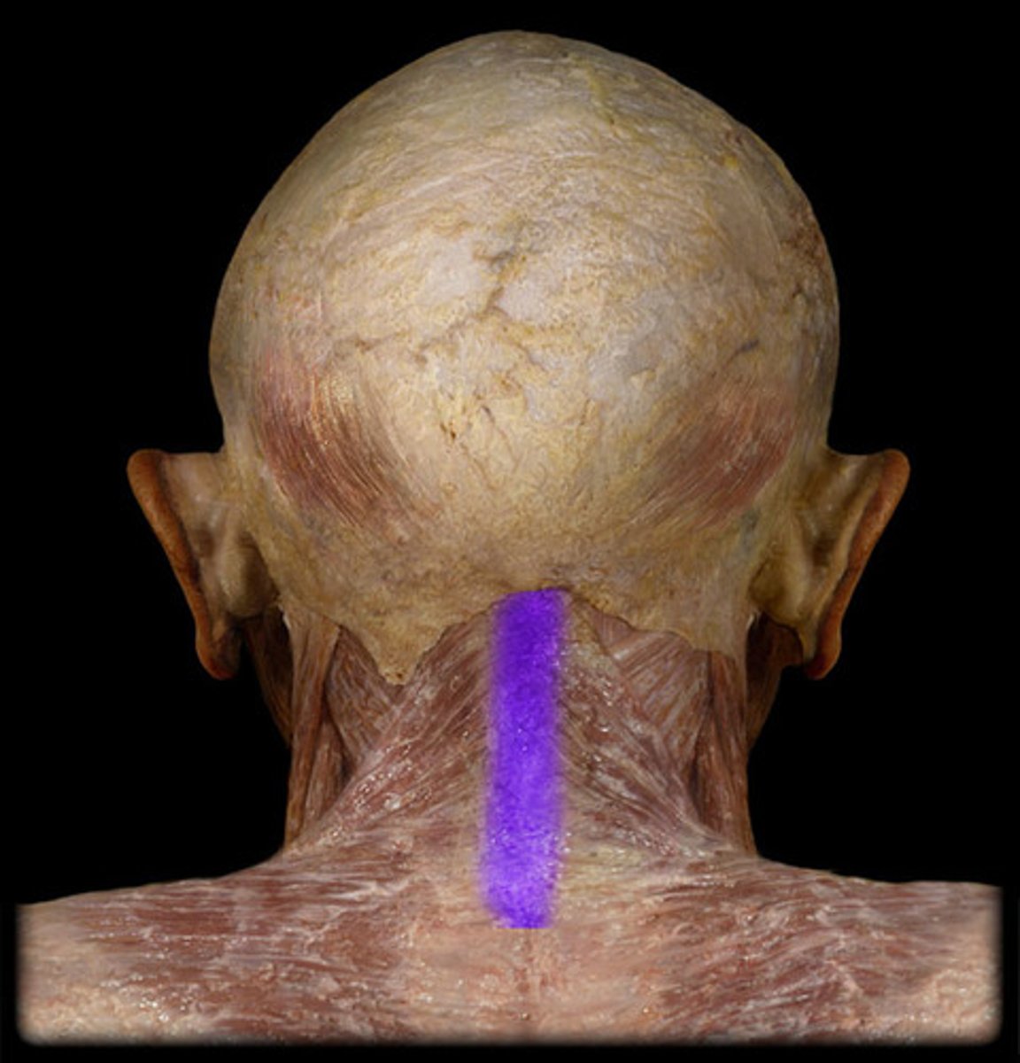 <p>Helps to stabilize head and allows shoulders and head to be more independent. Allows improved balance during running</p><p>- IS A STRUCTURE</p>