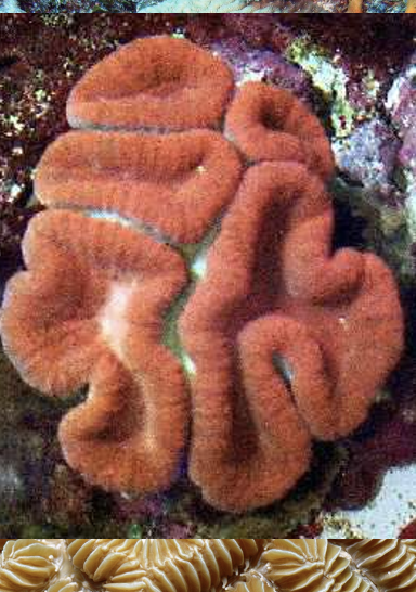 <ul><li><p><span>Dividing with very little or no pinching off</span></p></li><li><p><span>Results in long ribbons of polyps</span></p></li><li><p><span><strong>Example: Brain corals</strong></span></p></li><li><p><span>Each valley has a ring of tentacles</span></p></li><li><p><span>Each valley has dozens- 100’s of mouths with gastric cavities</span></p></li></ul><p></p>