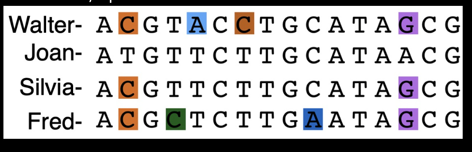 <p>How are the DNA sequences suppose to be aligned </p>