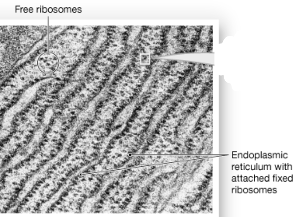 Chapter 2

Ribosome (nonmembranous) function