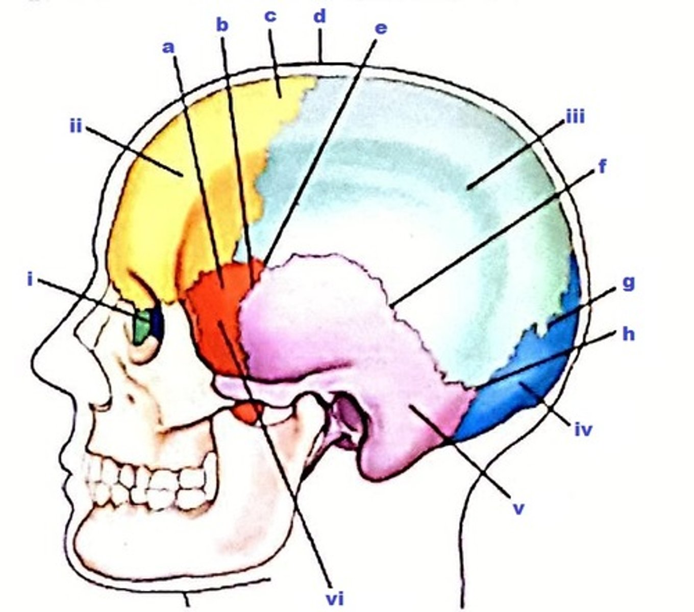 <p>The suture labeled f is termed the:</p><p>(Anatomic structures are labeled i through vi and sutures a through h.)</p><p>a. asterion.</p><p>b. lambdoidal.</p><p>c. coronal.</p><p>d. squamosal.</p>
