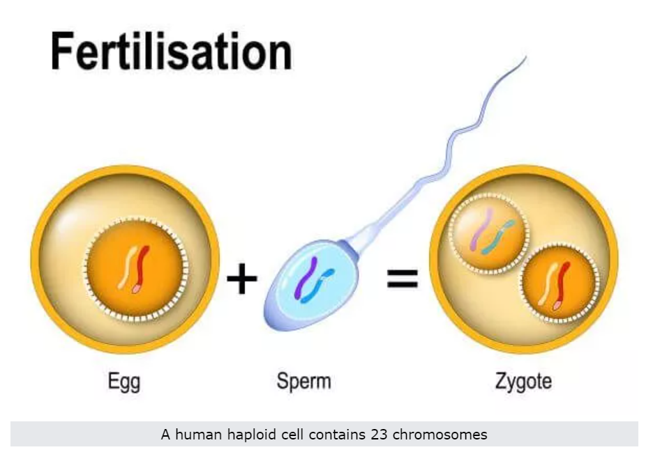 Joining of male and female haploid gametes (reproductive cell)