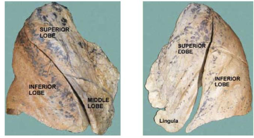 <p>label this diagram </p>