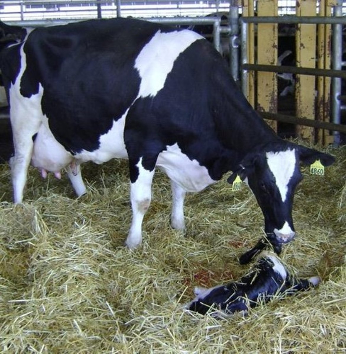 <p>They often separate from the herd to calve.</p>
