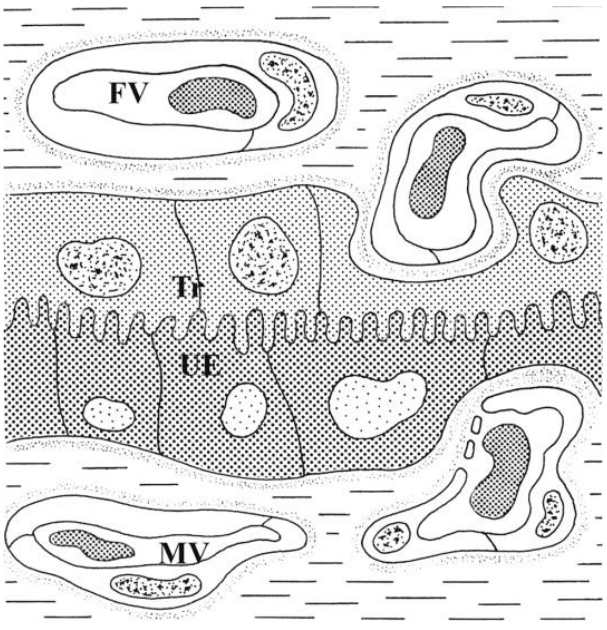 <ul><li><p>3 maternelle og 3 føtale lag, epithelio chorial placenta</p></li><li><p>Maternel: Endothel i blodkar, bindevæv , uterint epitel/endometrium</p></li><li><p>Føtal: endothel, bindevæv(mesenchym), trophoblast celle lag</p></li></ul>