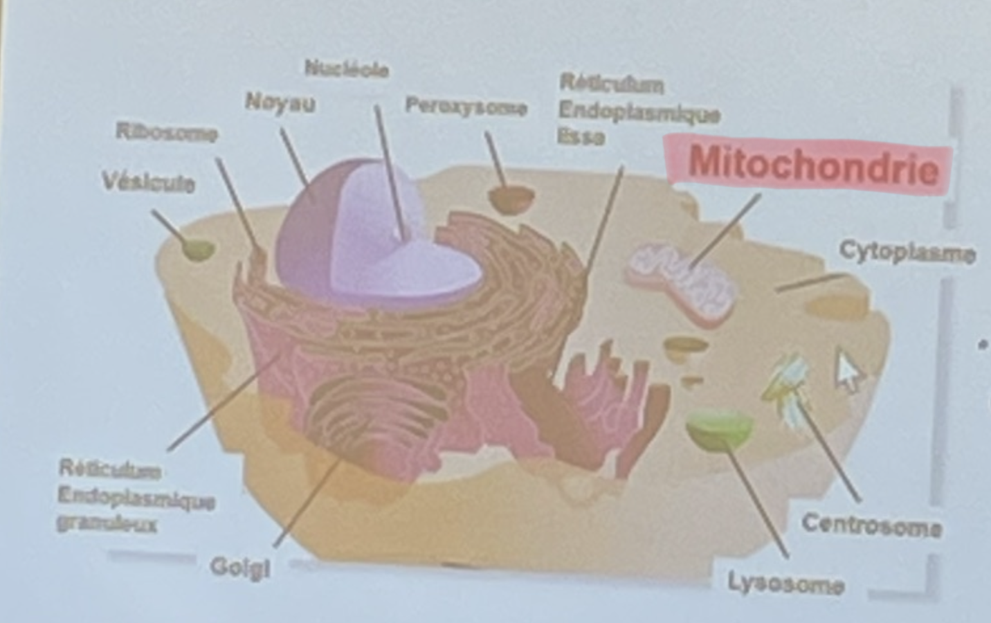 <p>-consommation de beaucoup d’énergie ATP</p><p>-nécéssite un apport élevé en O2 et en glucose</p><p>==le neurone est riche en mitochondries</p>