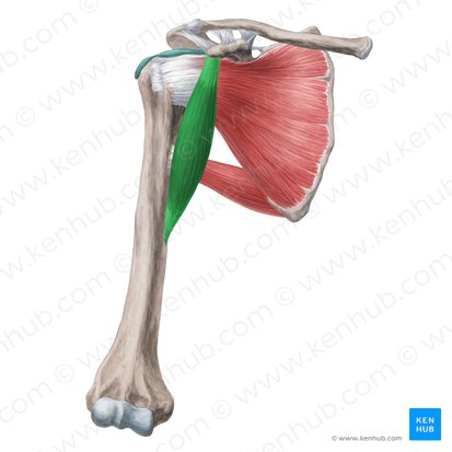 <p>The <strong><em><em></em></strong></em>__ is responsible for the flexion and adduction of the arm.</p>