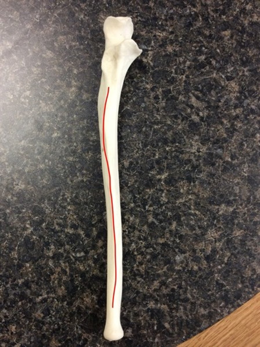 <p>ridge along the lateral portion of the ulnar shaft that points towards the radius, sharp, lateral attachment site for the interosseous membrane</p>