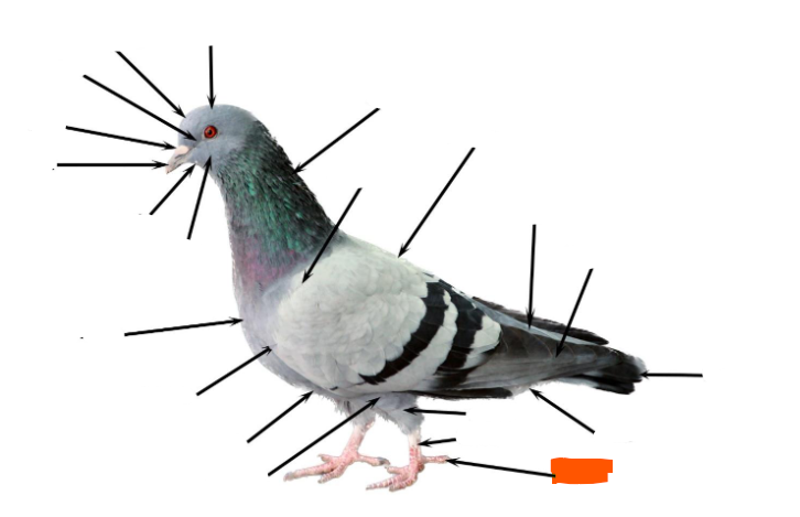 term image