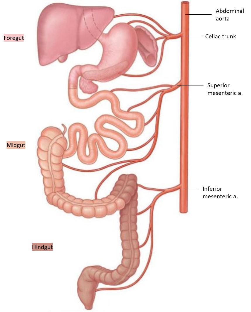 <p>How does the <strong>GI tract </strong>get its <strong>blood supply?</strong></p>