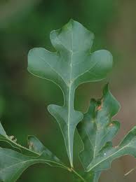 <p>what is the scientific name of Post Oak</p>