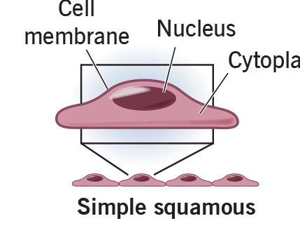 <p>location of simple squamous</p>