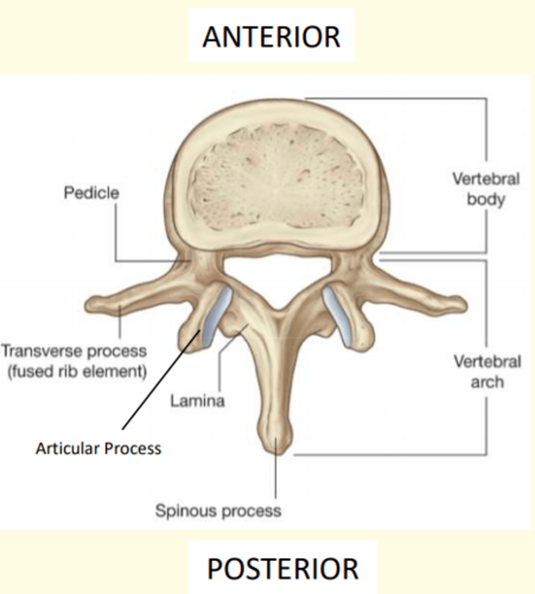 <p>1) Rounded body anteriorly</p><p>2) Vertebral arch posteriorly</p><p>3) Vertebral foramen = passageway for spinal cord + meninges</p>
