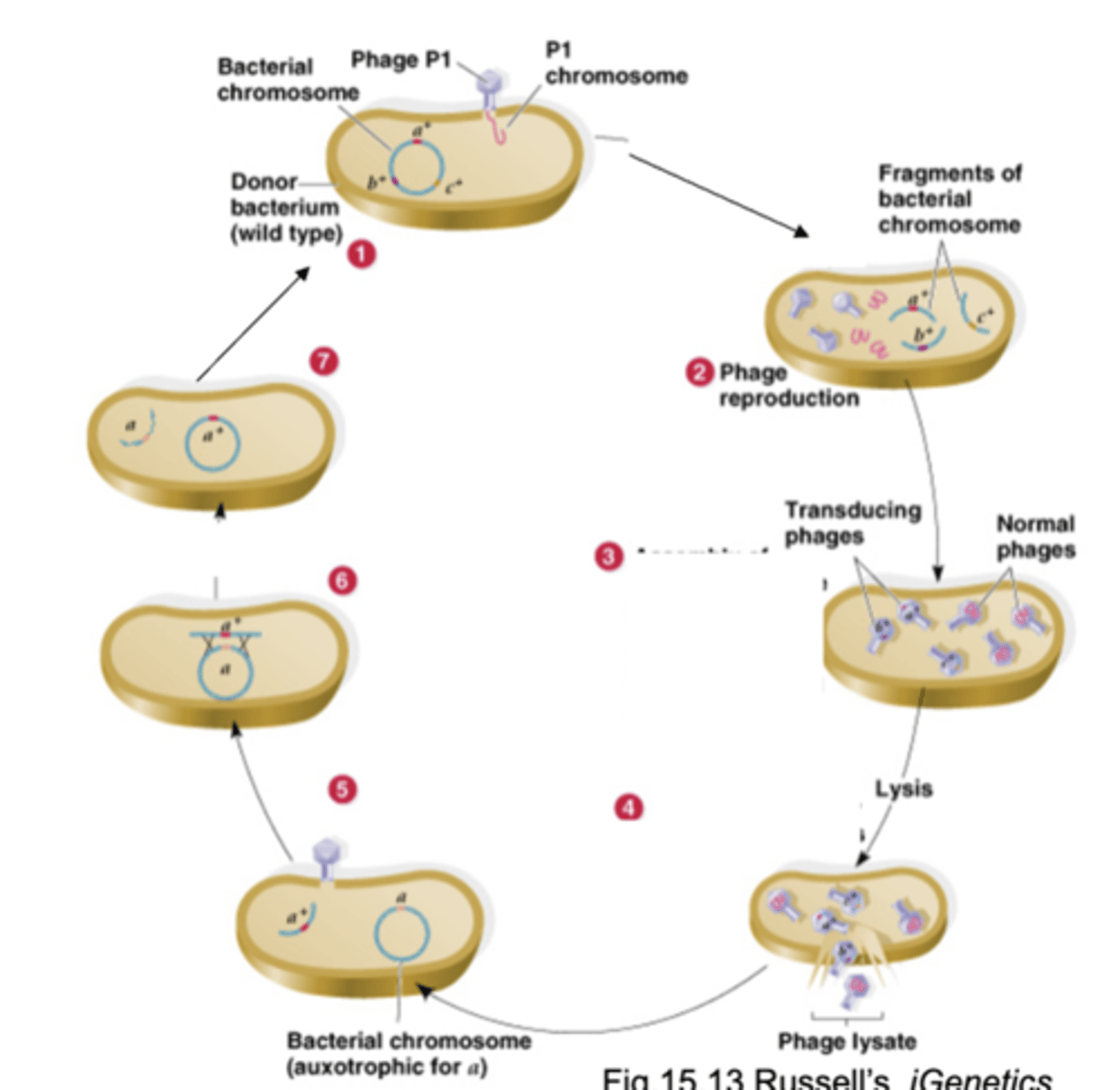 <p>-the process by which a phage can transfer any gene from a donor to a recipient bacterium</p><p>-phage puts pieces of the host cell's DNA into phage particles</p><p>-the phages only have donor genes and infect bacteria but do not kill them, recipient's phenotype may be changes</p>