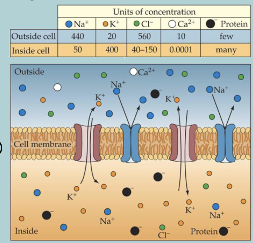 <p>Of all these, only K (±)&nbsp; ions can, to some extent move freely through specific  K (±)&nbsp; channels&nbsp;</p>