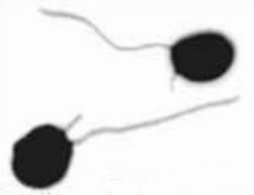 <p>multinuculate wall-less protoplasts, cannot move, no phagocytosis, live entirely inside host cells, biflagellate zoospores necrotrophic parasites of vascular plants, hypertrophy and hyperplasia</p>