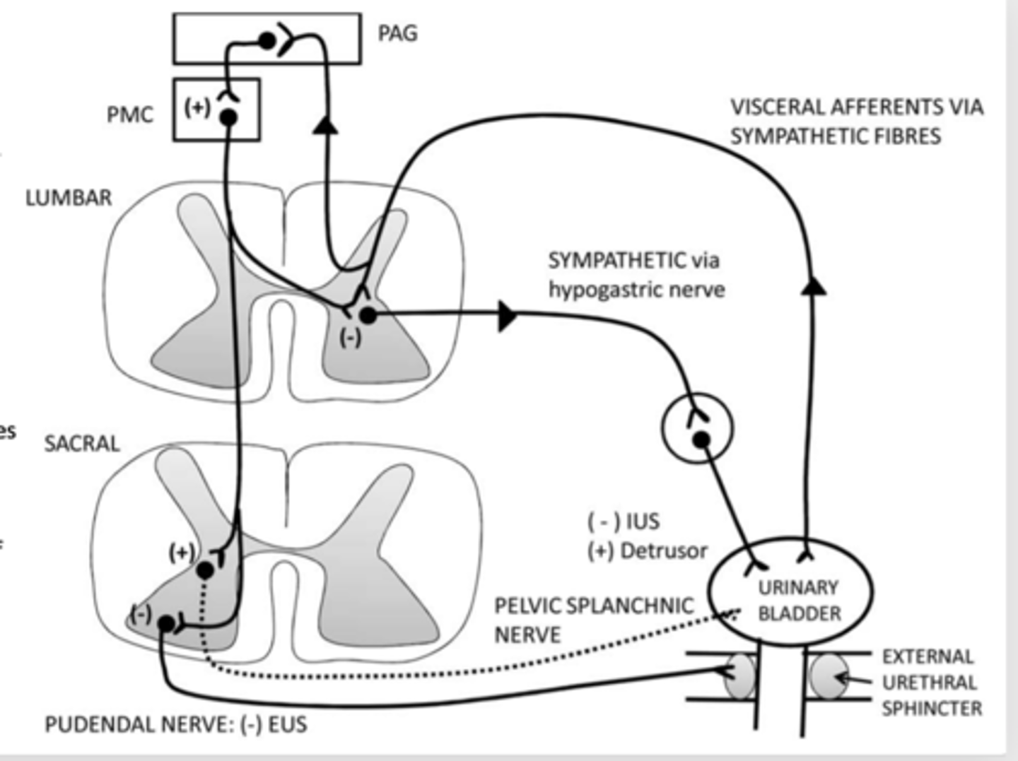 <p>Potty training teaches children to sense and control their urinary bladder</p>