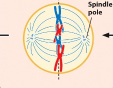 <p>mitosis metaphase</p>