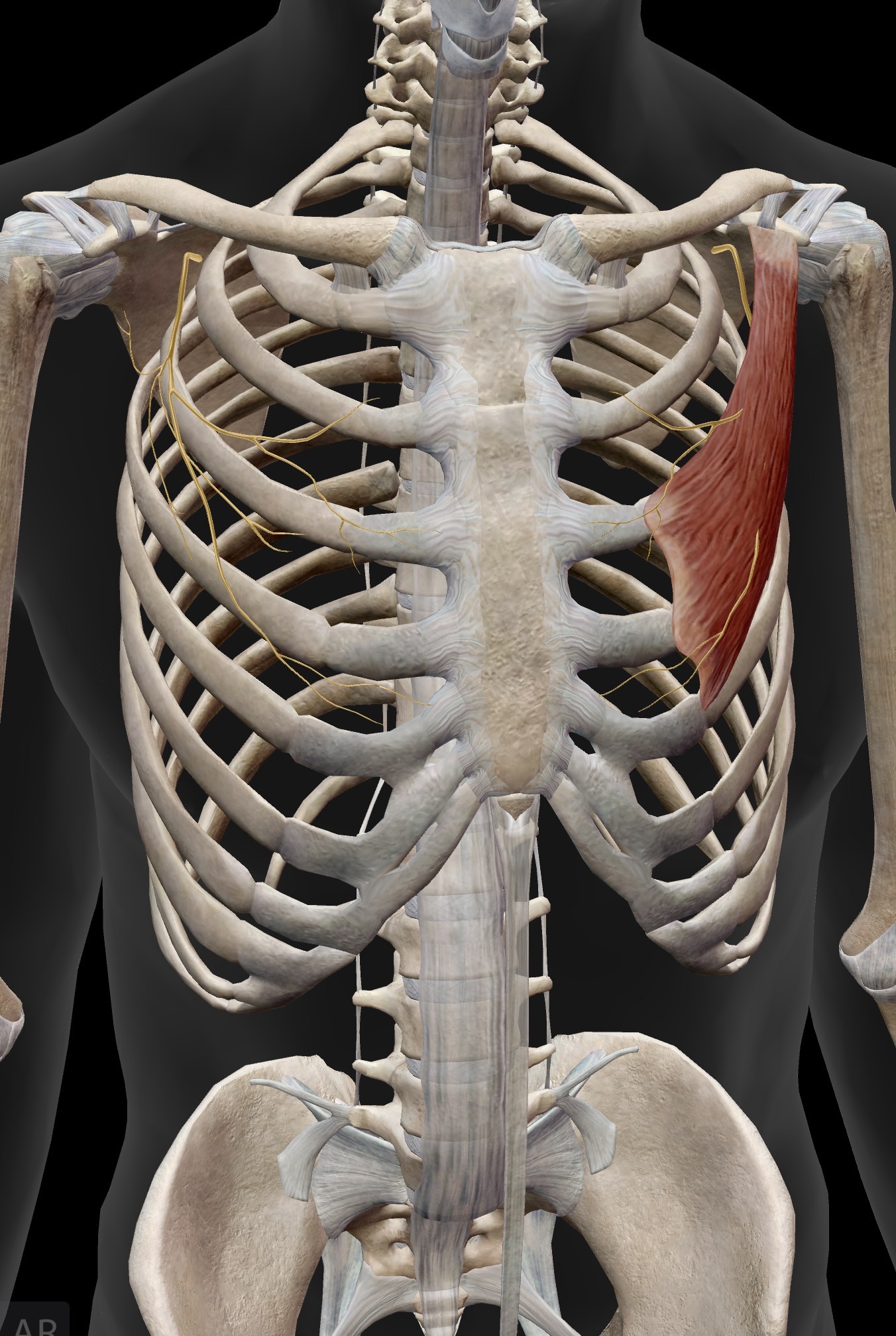 <p>What nerve is this? What does it innervate in the pectoral girdle?</p>