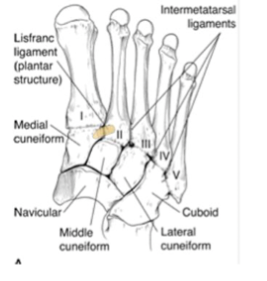 <p>Where is the lisfranc fracture</p>