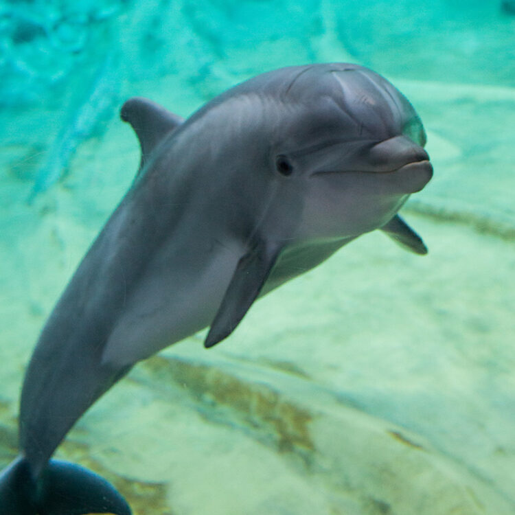 Identify the scientific name of the bottlenose dolphin.